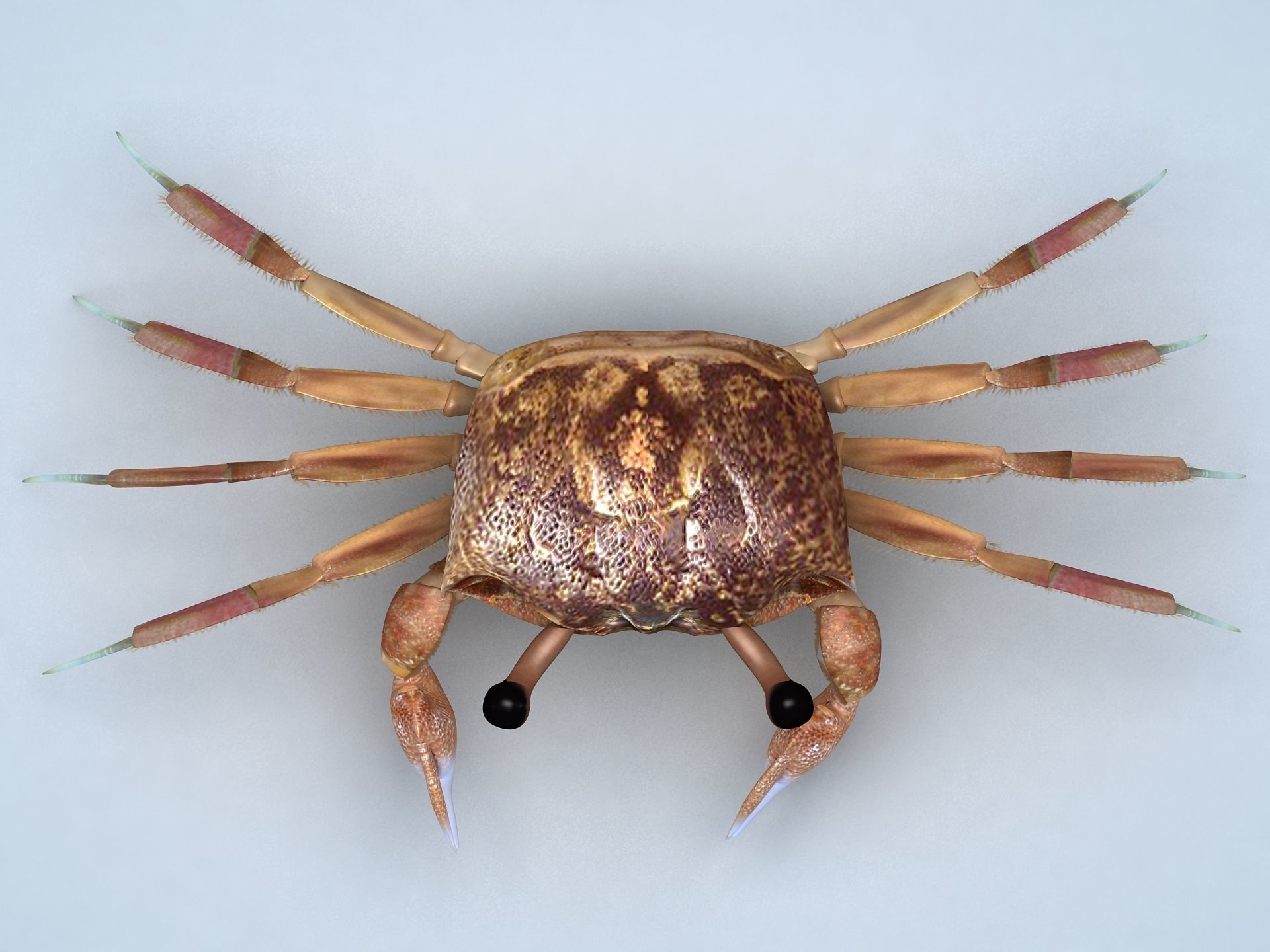 Ocypode stimpsoni Ghost Crab Low-poly 3D model_3
