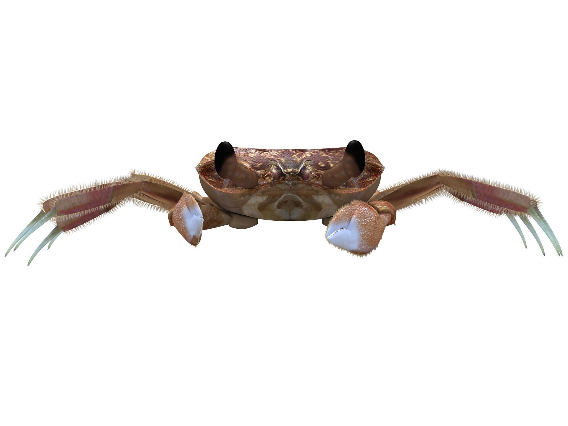 Ocypode stimpsoni Ghost Crab Low-poly 3D model_9