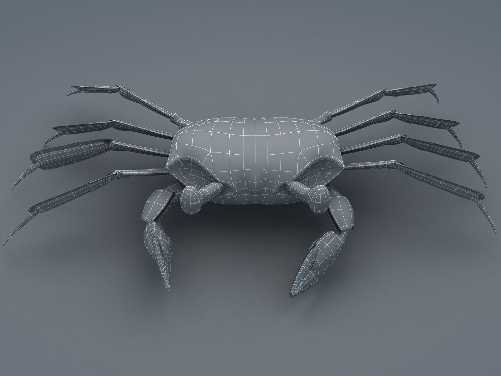 Ocypode stimpsoni Ghost Crab Low-poly 3D model_21