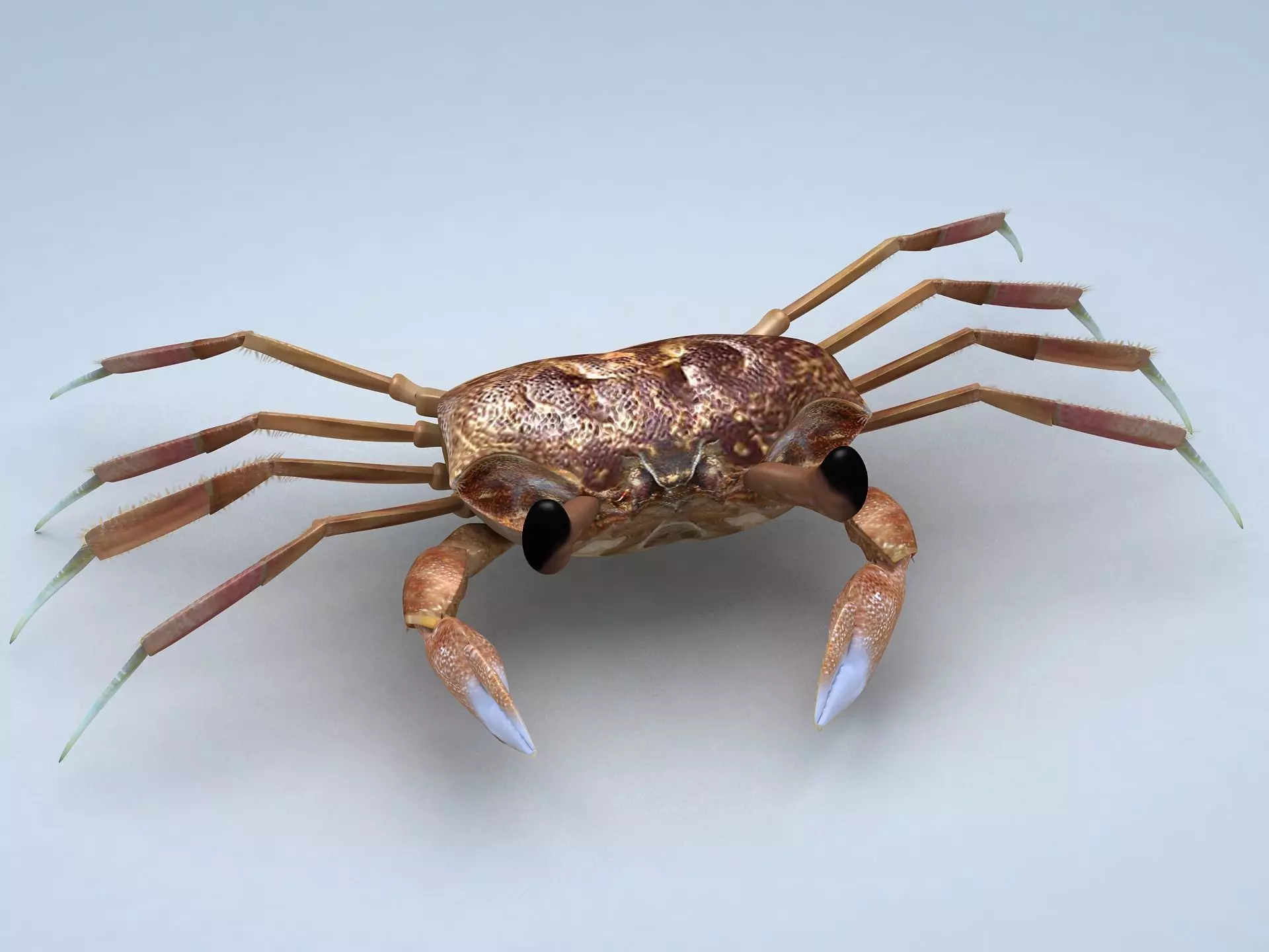 Ocypode stimpsoni Ghost Crab Low-poly 3D model_0