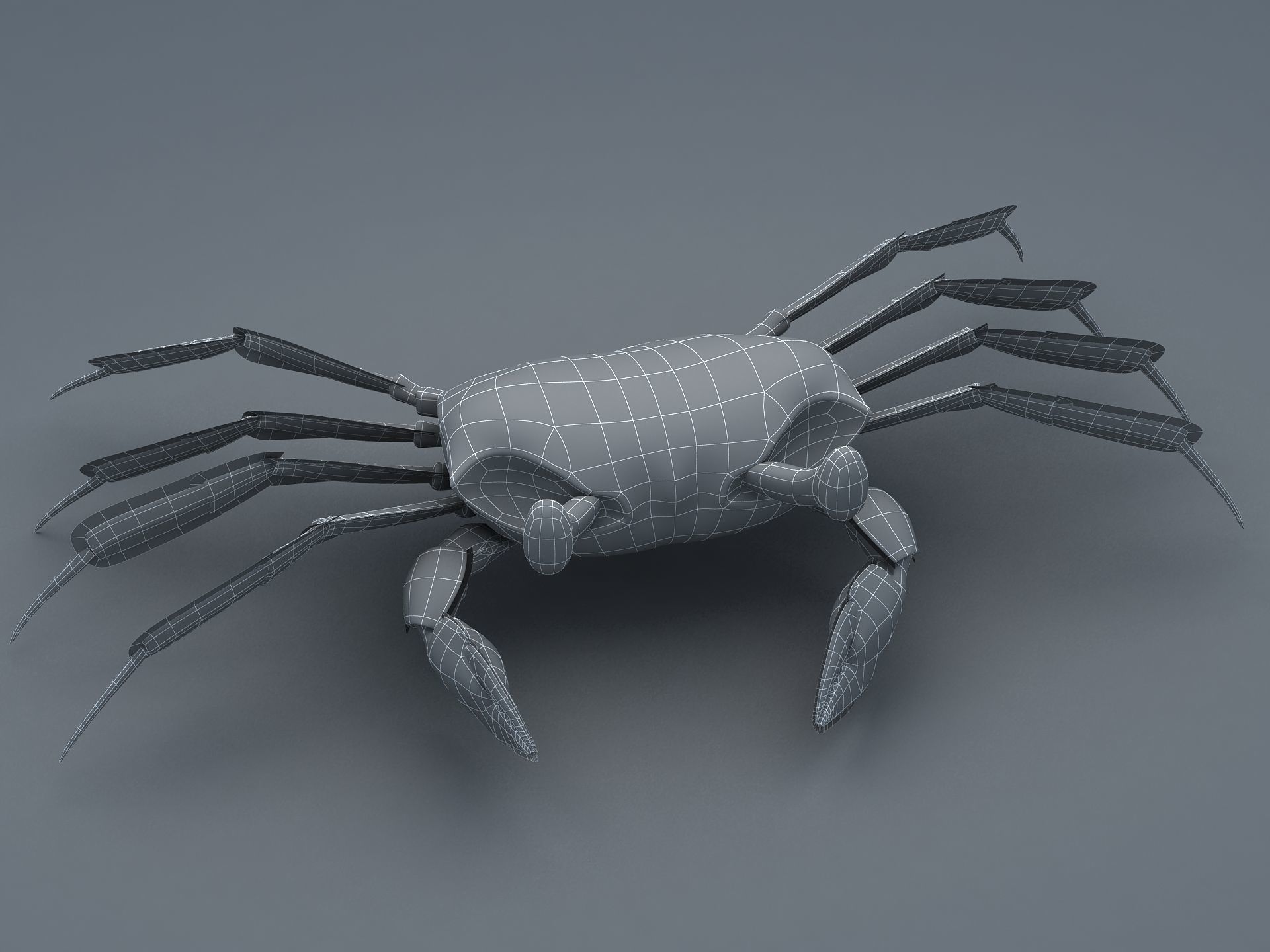 Ocypode stimpsoni Ghost Crab Low-poly 3D model_11