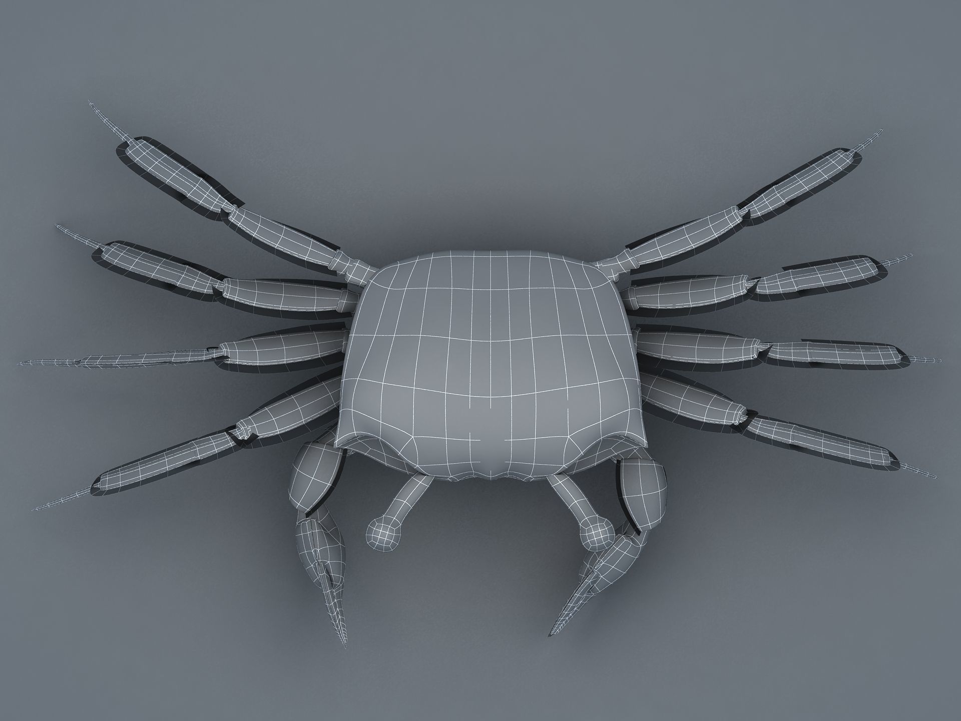 Ocypode stimpsoni Ghost Crab Low-poly 3D model_12