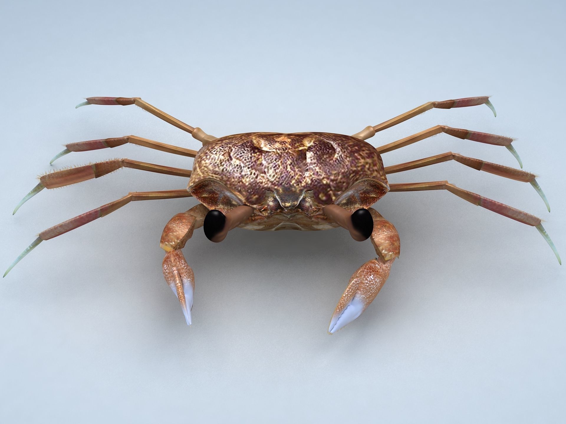 Ocypode stimpsoni Ghost Crab Low-poly 3D model_1