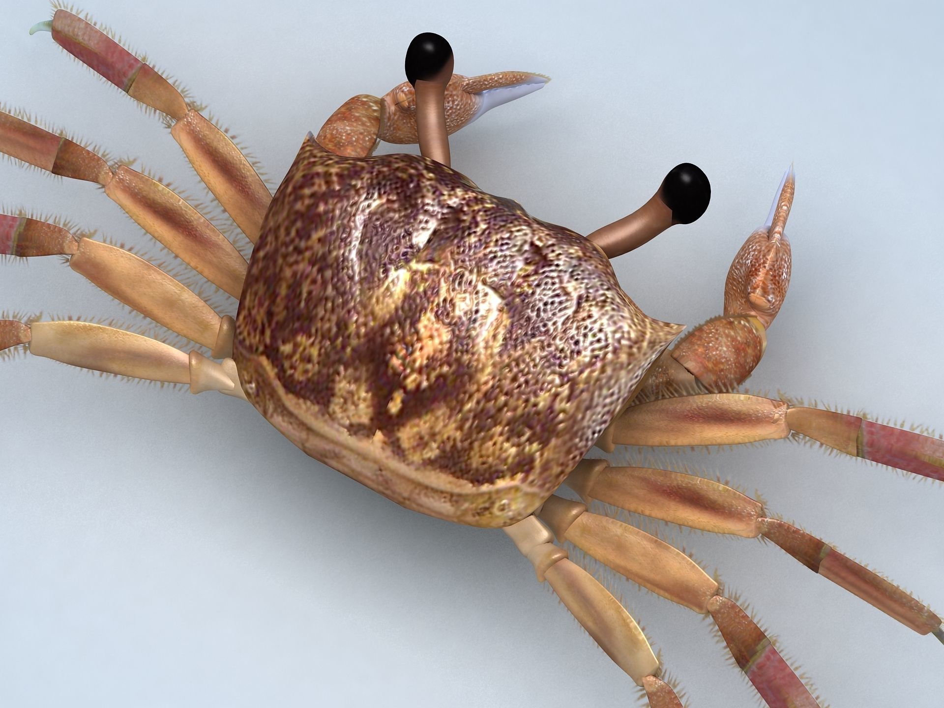 Ocypode stimpsoni Ghost Crab Low-poly 3D model_7