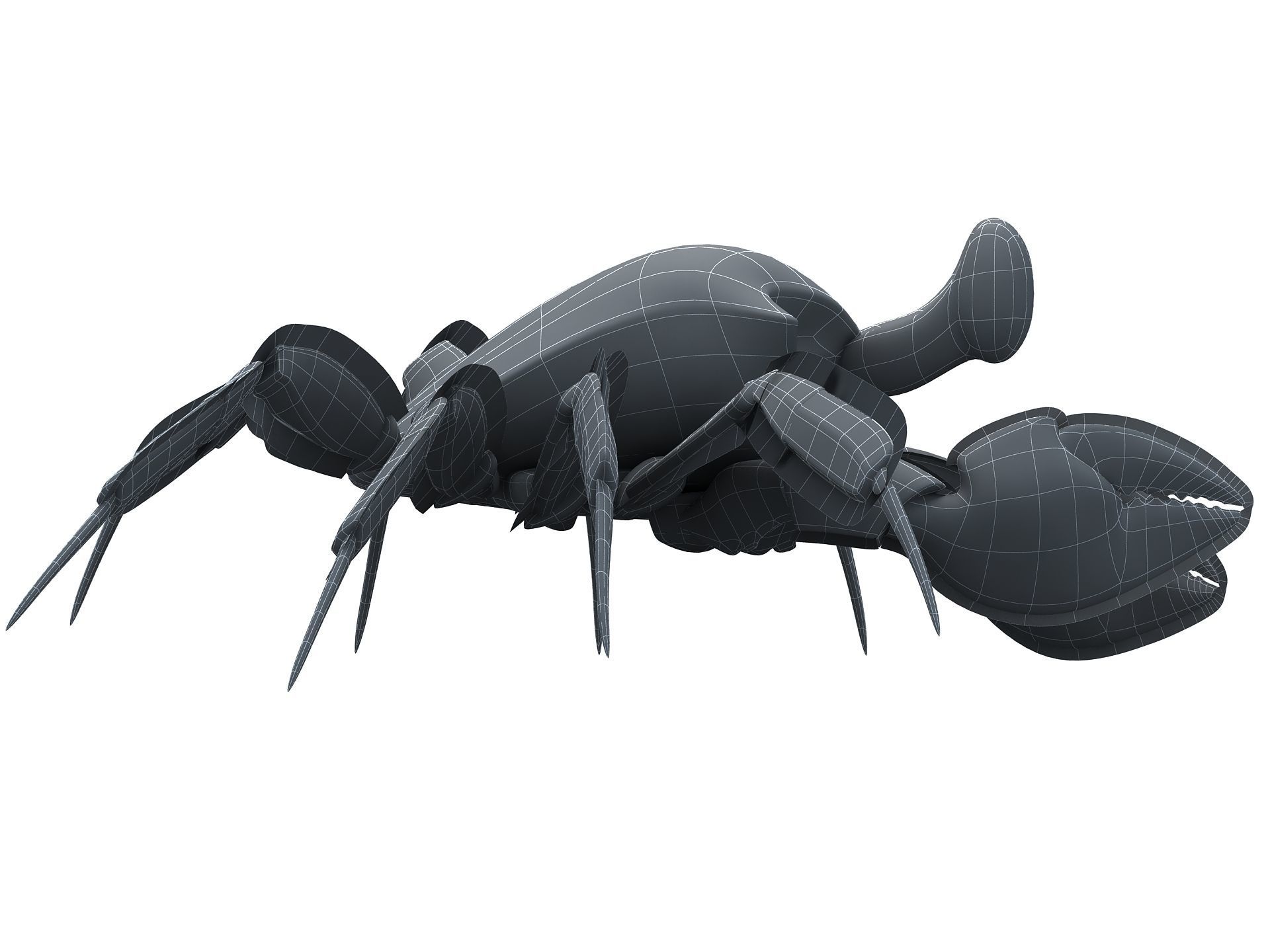 Ocypode stimpsoni Ghost Crab Low-poly 3D model_15