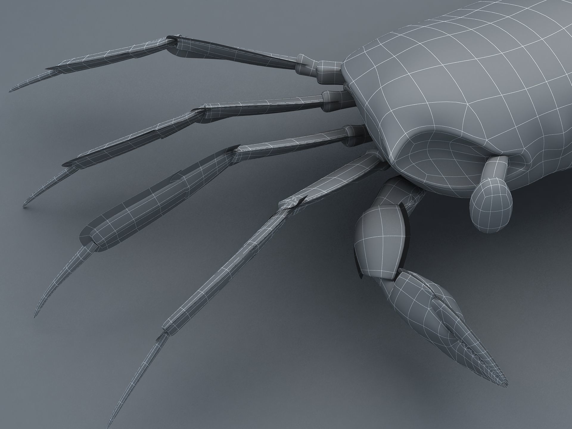 Ocypode stimpsoni Ghost Crab Low-poly 3D model_17