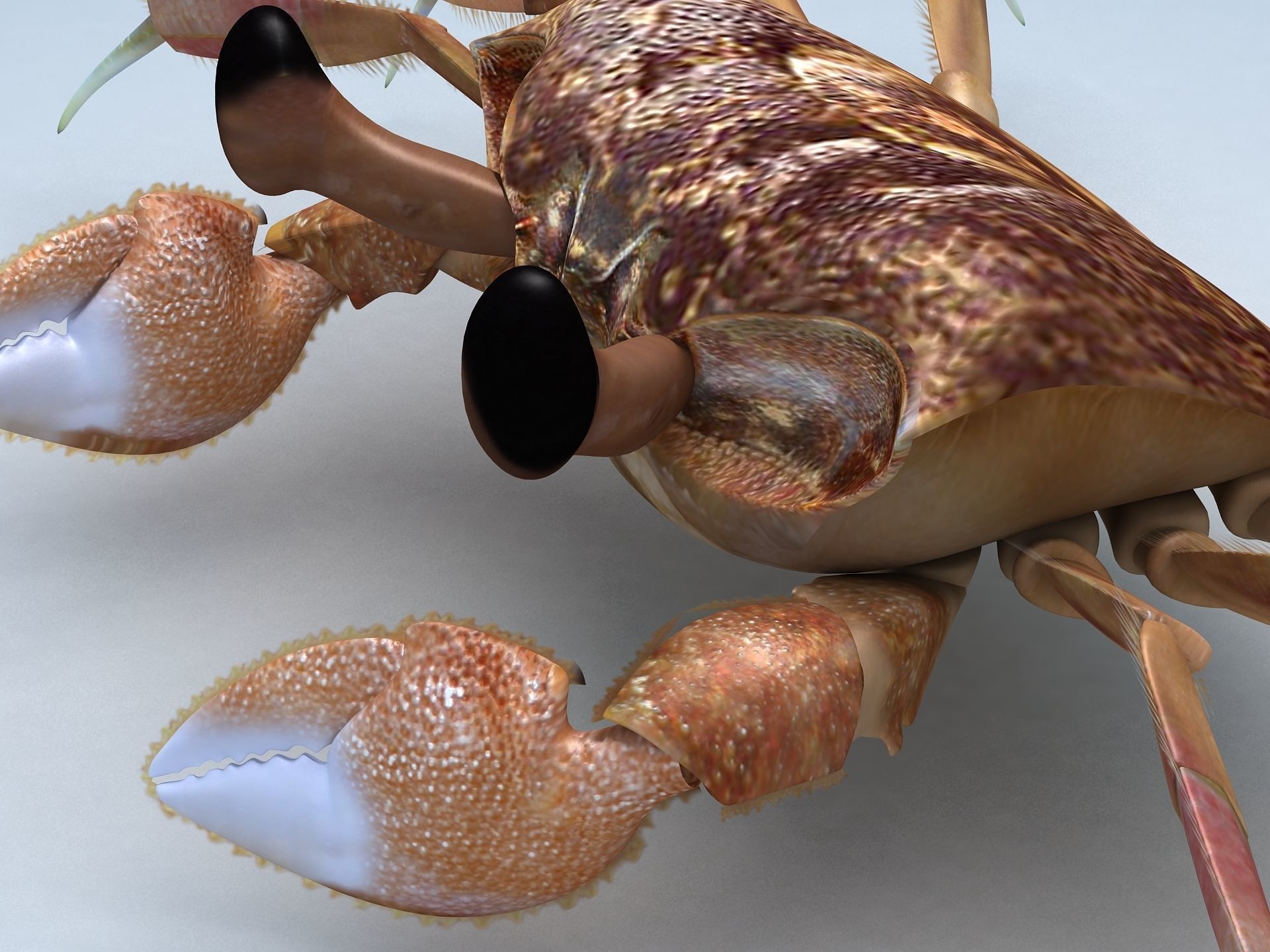 Ocypode stimpsoni Ghost Crab Low-poly 3D model_8