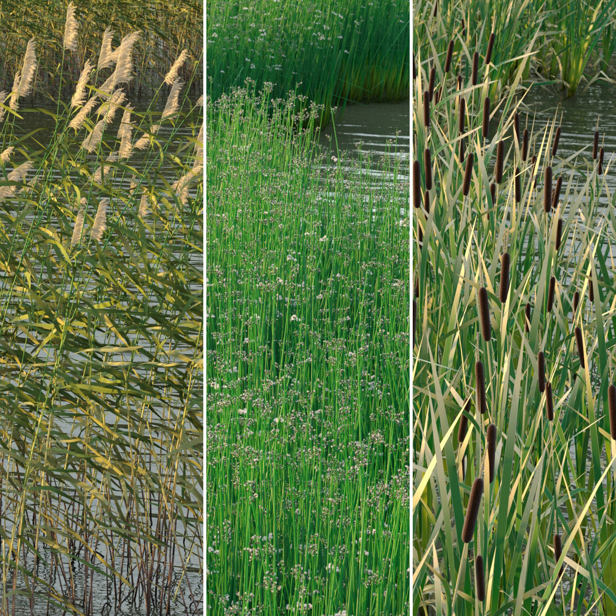 Water Plants 3D model_1