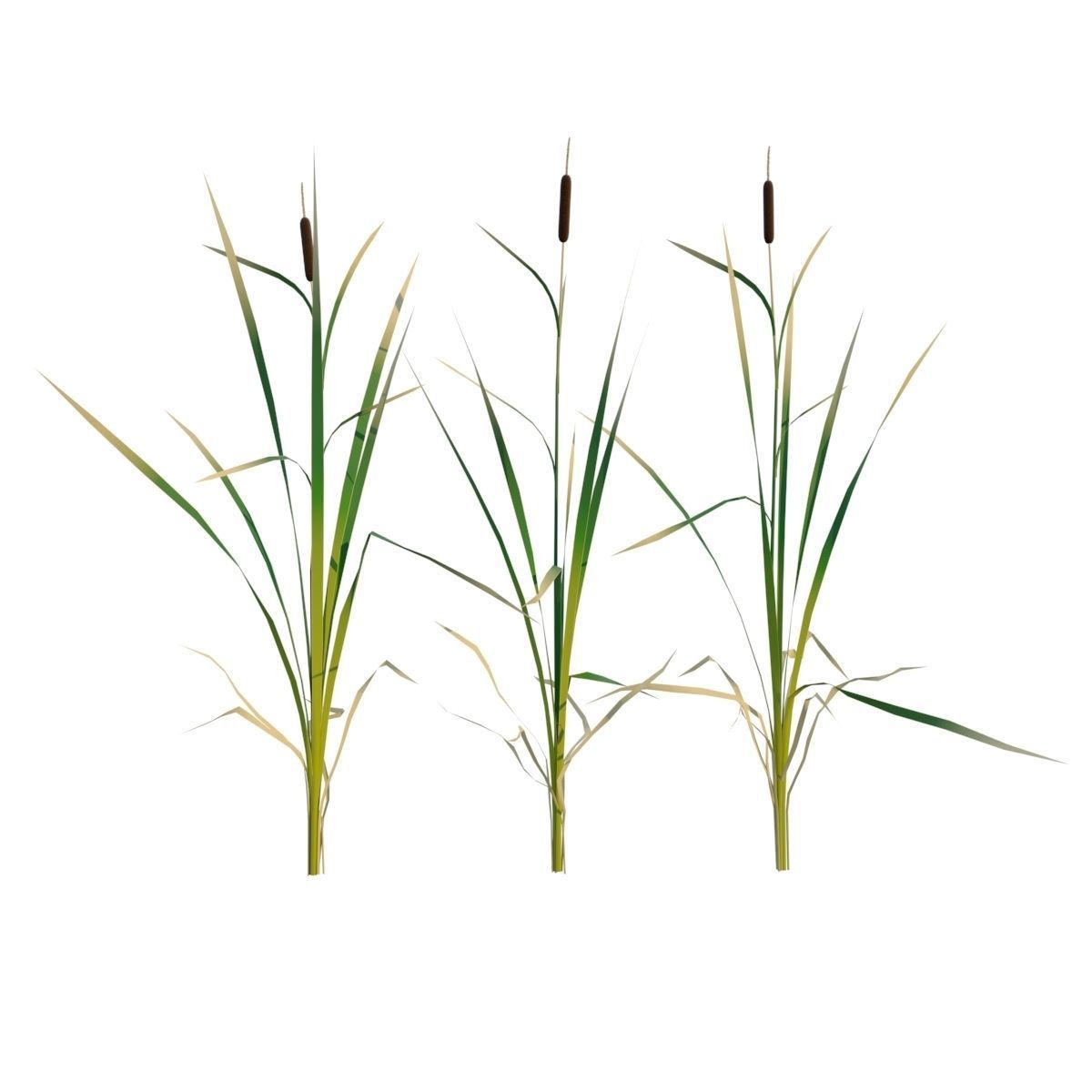 Water Plants 3D model_2