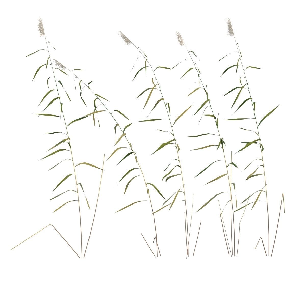 Water Plants 3D model_4