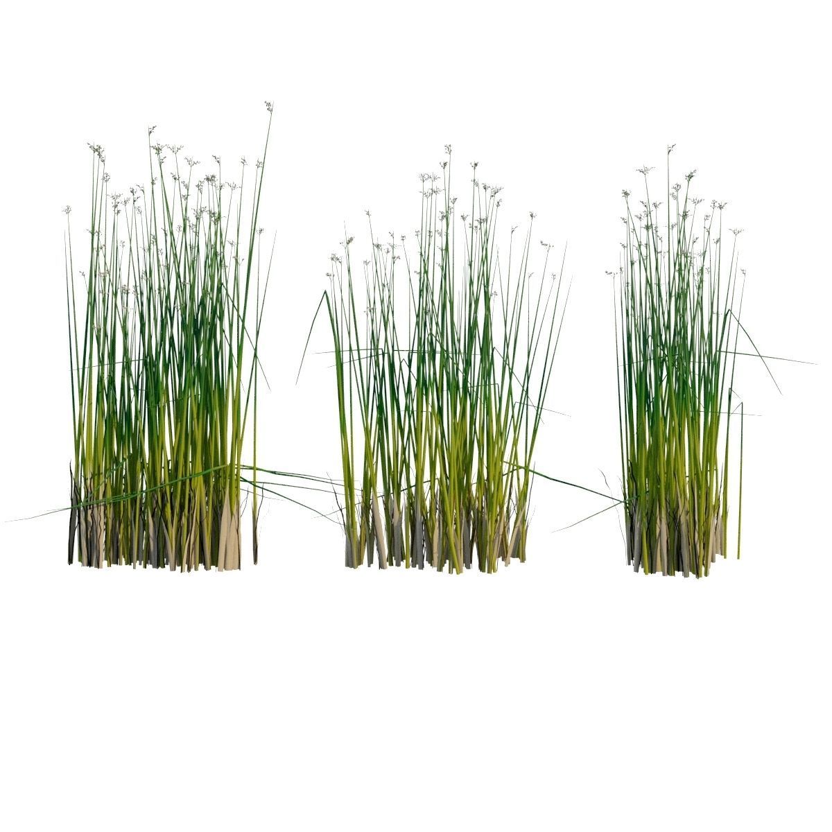 Water Plants 3D model_3