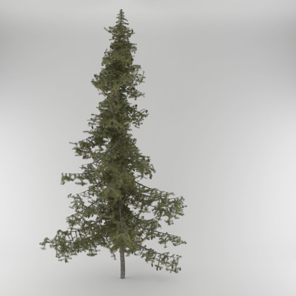Pine Tree Pack 5 models 3D model_2