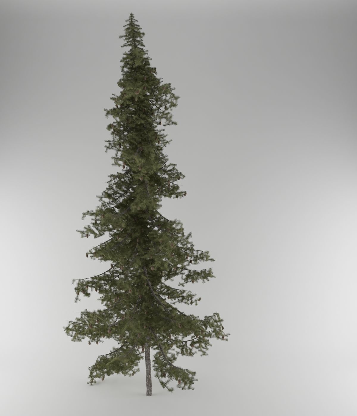 Pine Tree Pack 5 models 3D model_3