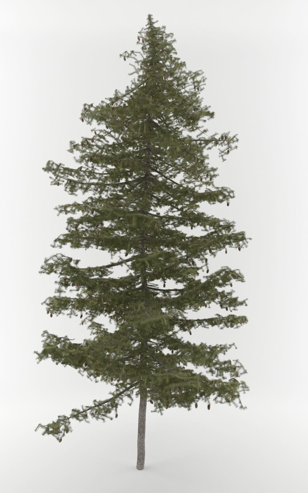 Pine Tree Pack 5 models 3D model_4