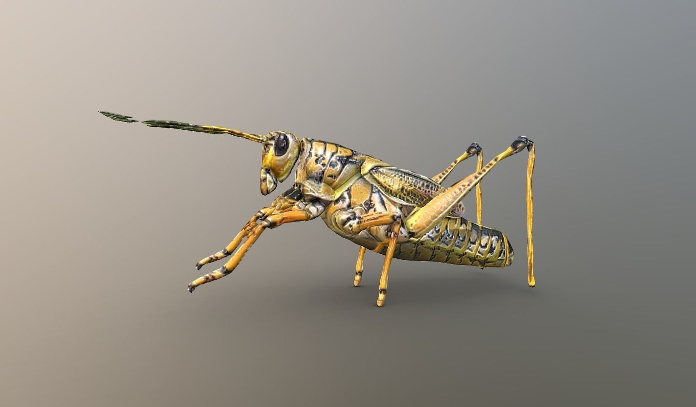 Grasshopper 3d Model Cgtrader