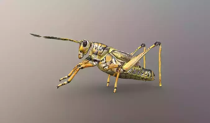 Grasshopper