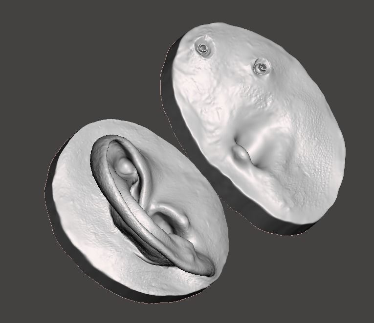 Natural human ear anatomy for attachment retained prosthesis 3D print model_1