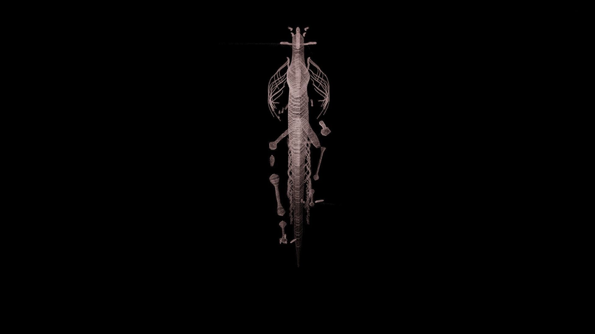 Stylisez T-Rex Skeleton Low-poly 3D model_7