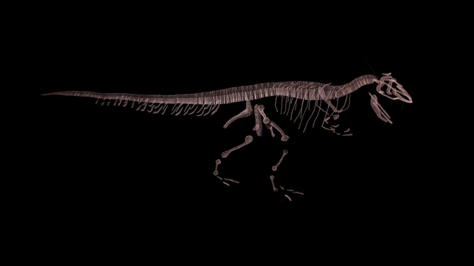 Stylisez T-Rex Skeleton Low-poly 3D model_9