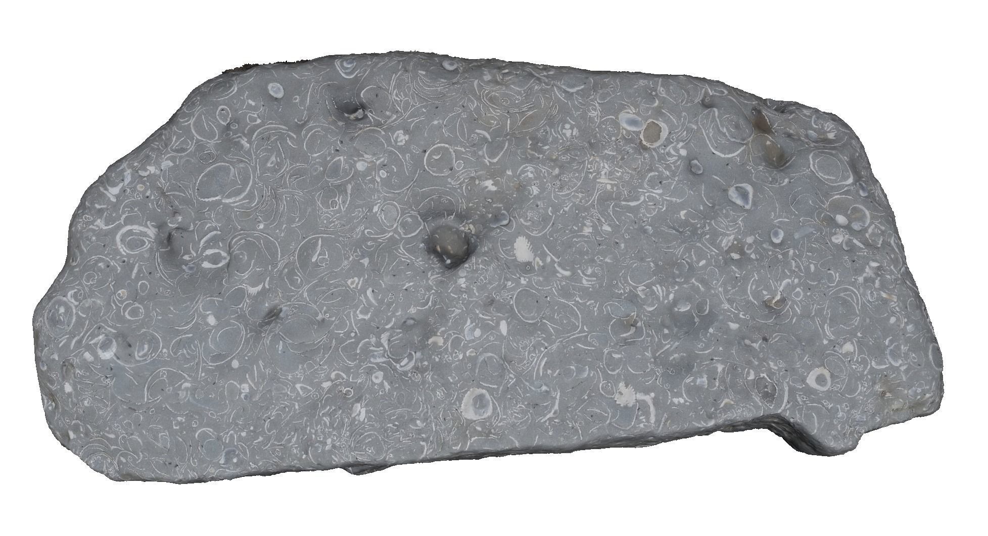 Shell Fossil 3d Scan  3D model_6