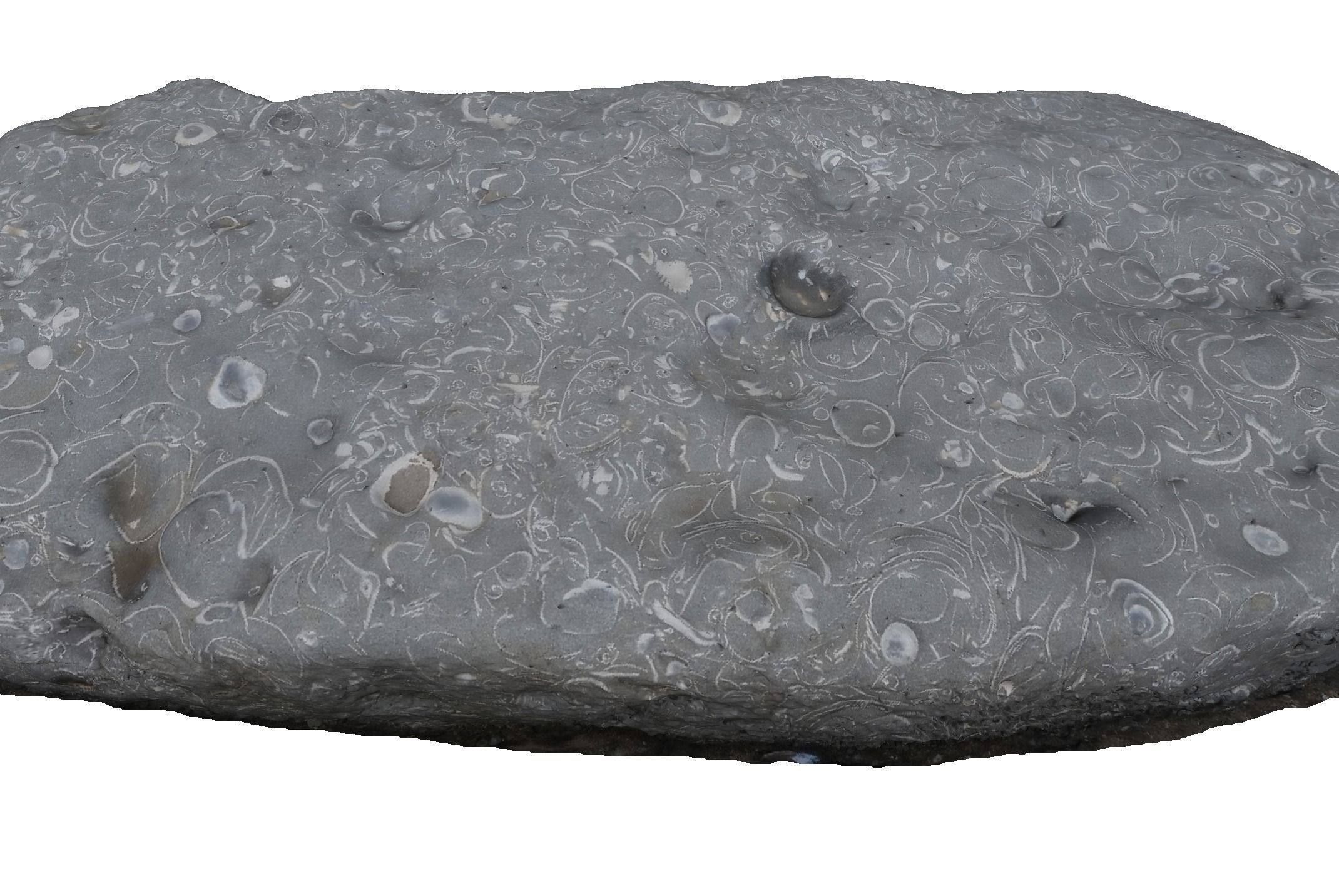 Shell Fossil 3d Scan  3D model_5