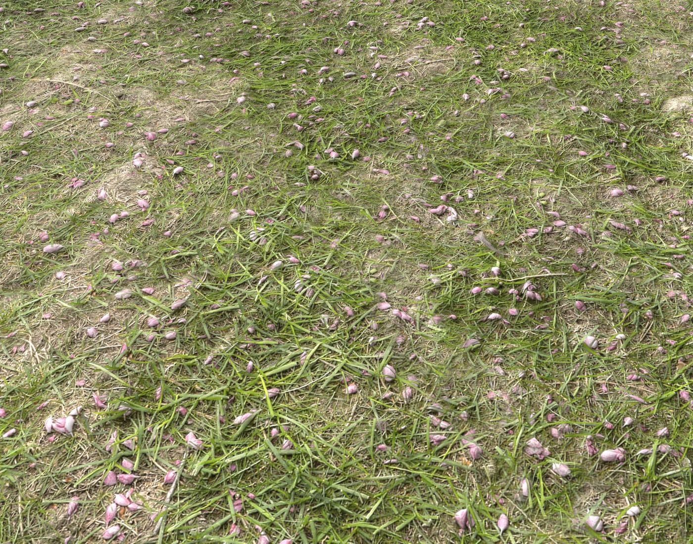 Forest Terrain Pack PBR 14 Texture_20