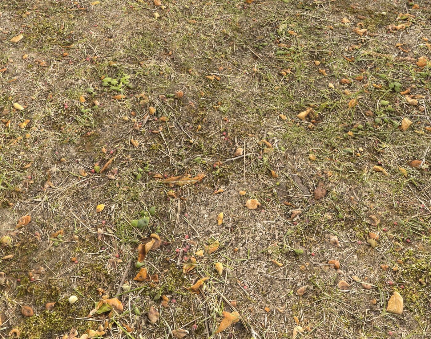 Forest Terrain Pack PBR 14 Texture_11