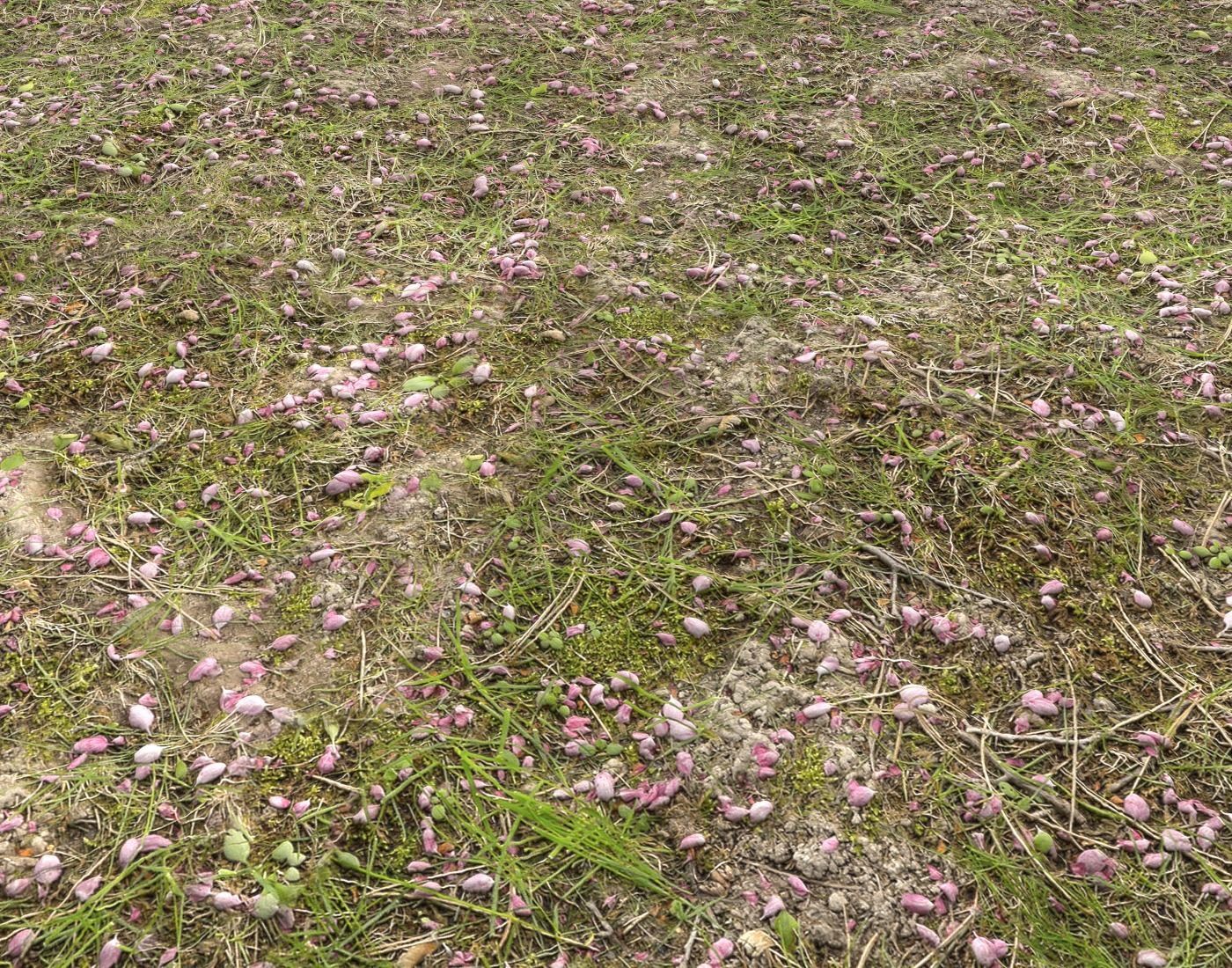 Forest Terrain Pack PBR 14 Texture_14