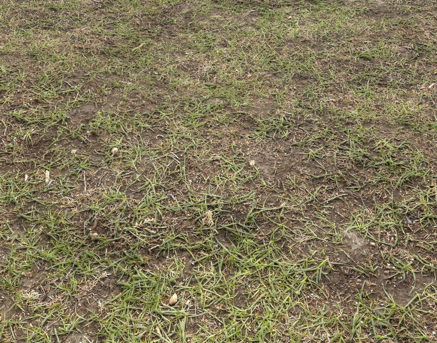 Forest Terrain Pack PBR 14 Texture_7