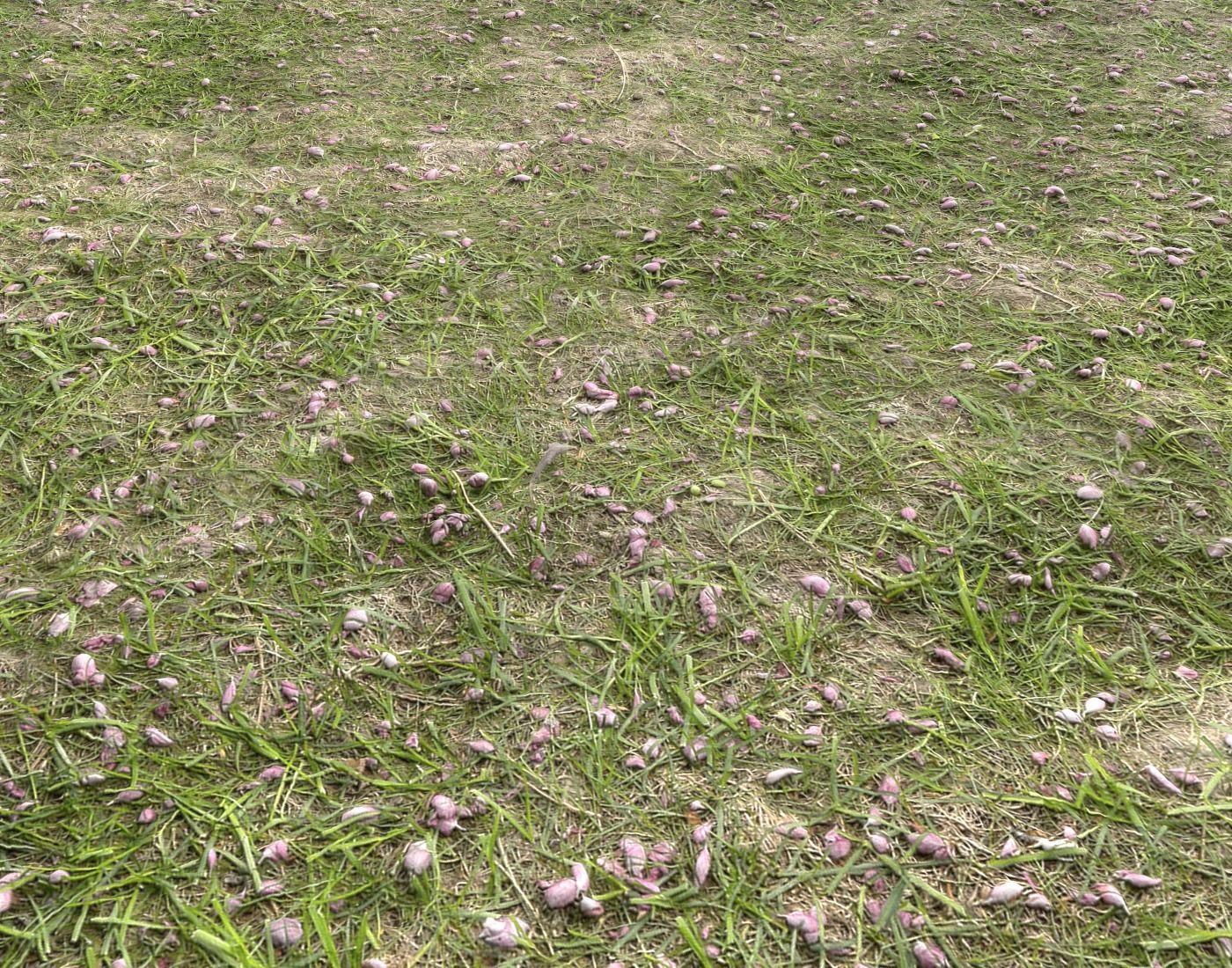 Forest Terrain Pack PBR 14 Texture_19