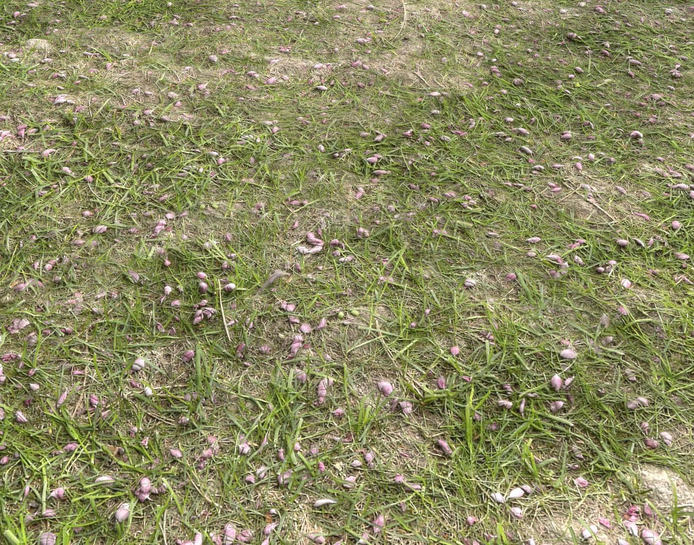 Forest Terrain Pack PBR 14 Texture_17