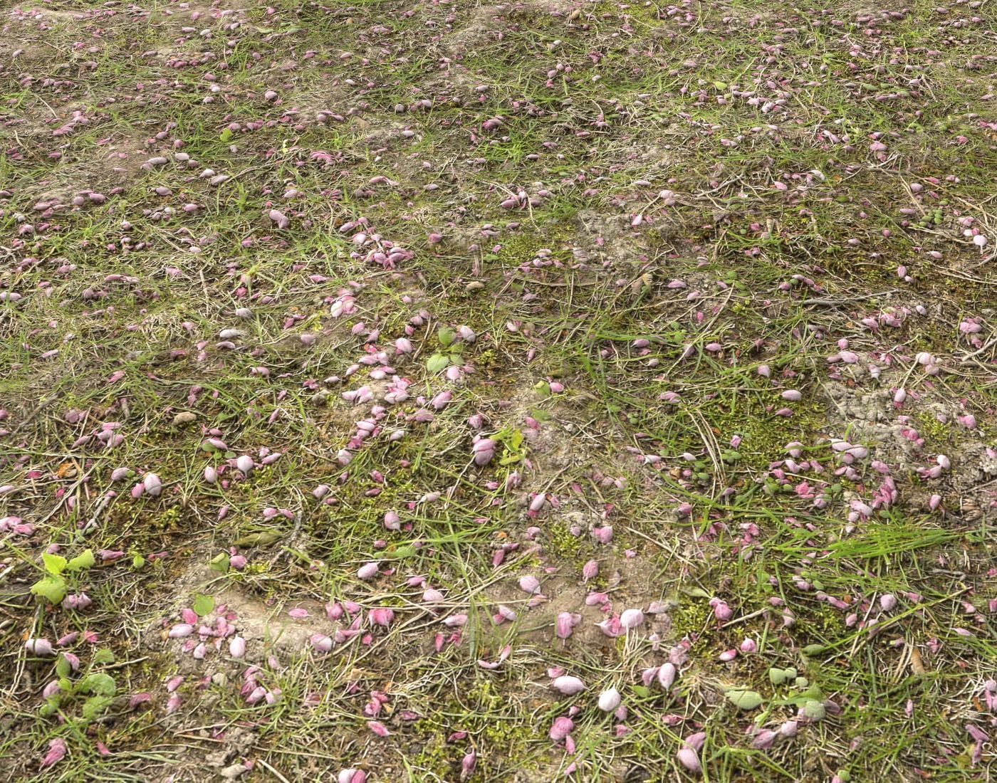 Forest Terrain Pack PBR 14 Texture_13