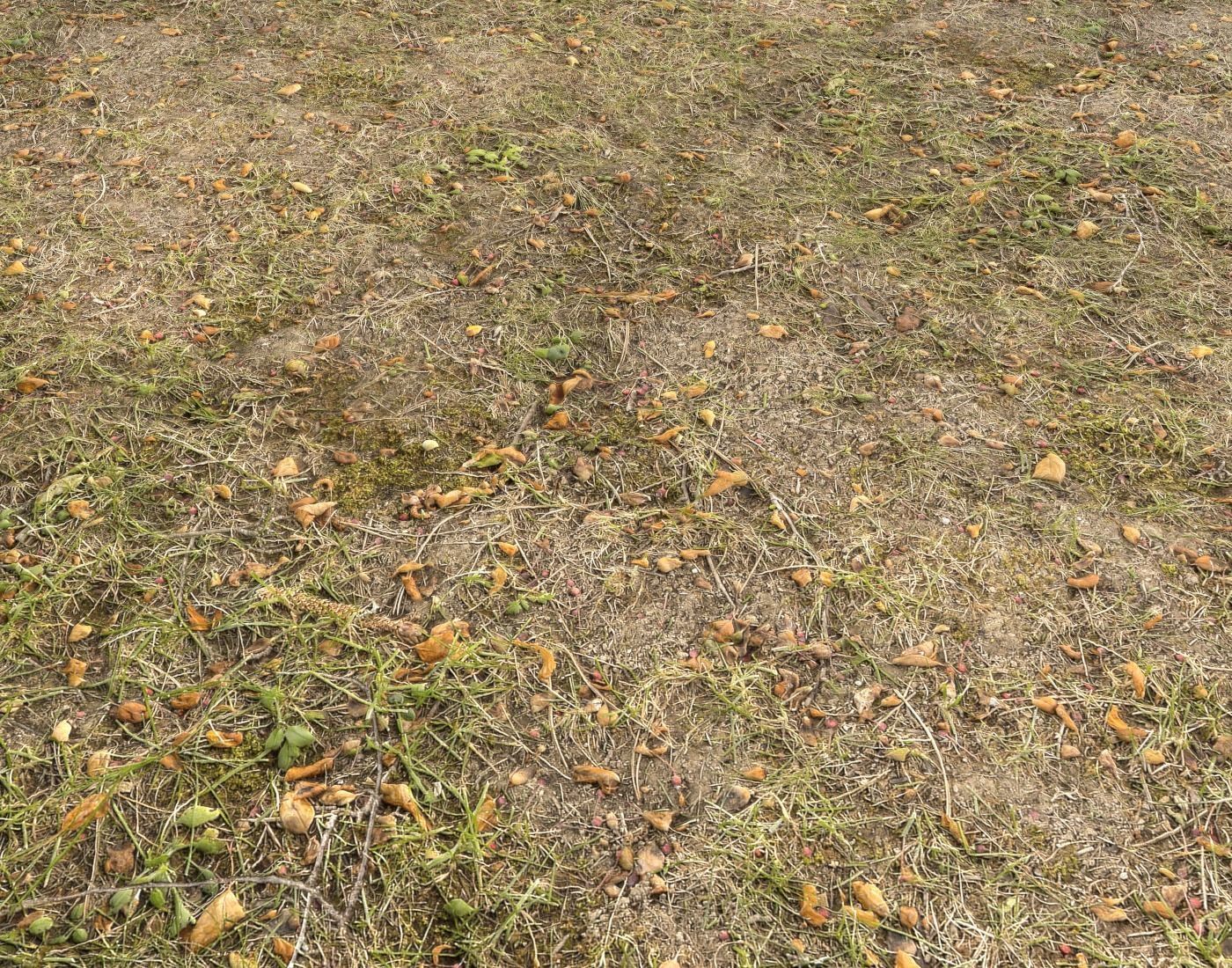 Forest Terrain Pack PBR 14 Texture_9