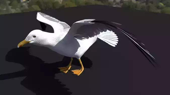 SEAGULL 3D model