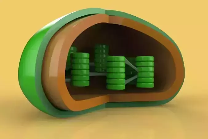 Chloroplast cell with parts 3D model