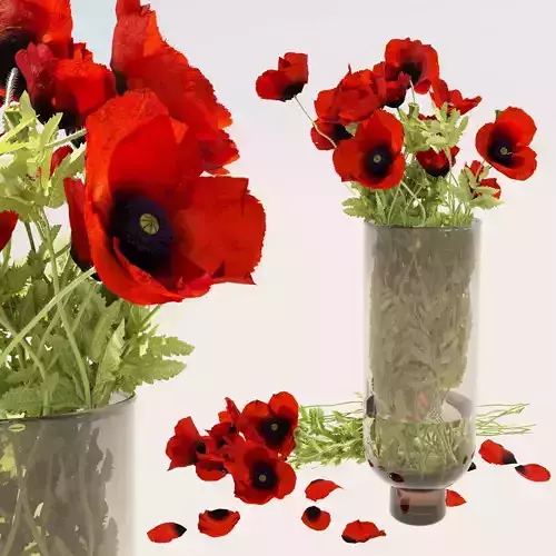 Field poppy a bouquet in a vase