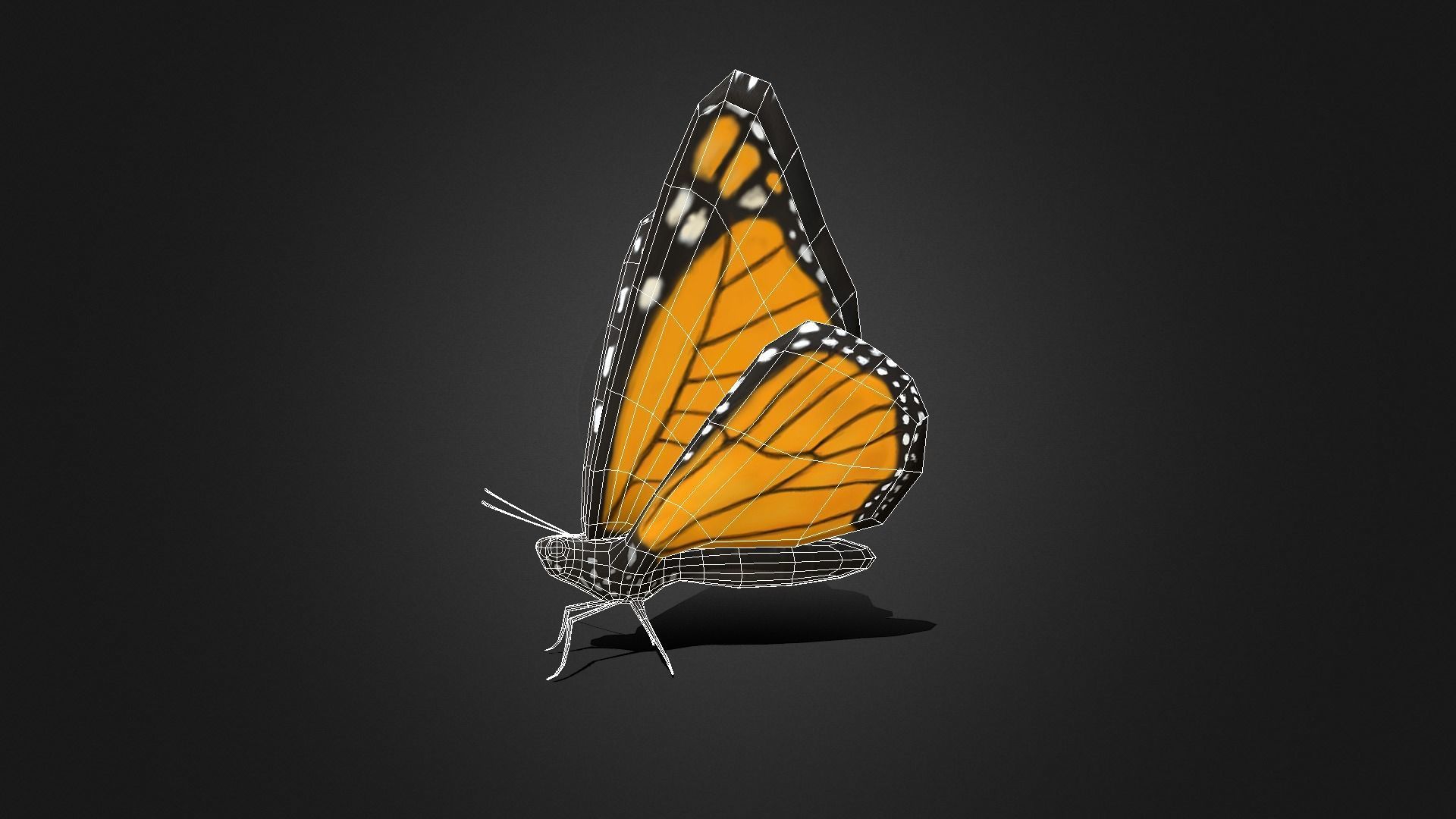 Low poly Monarch Butterfly  -  Animated Low-poly 3D model_6