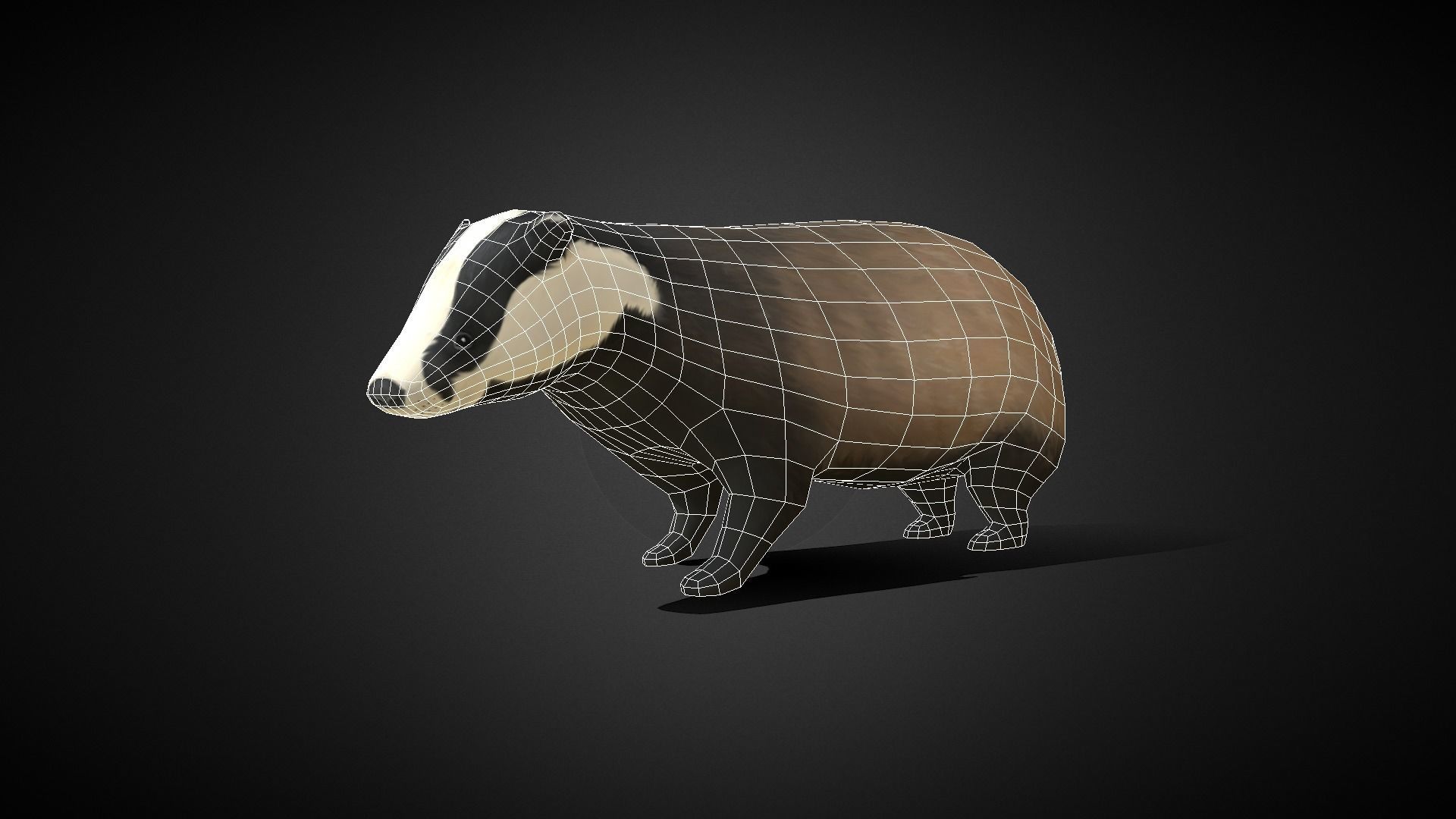 Low poly Honey Badger - Idle Animated Low-poly 3D model_2