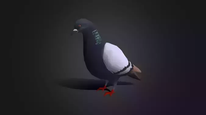 Low poly Rock Dove - Idle Animated Low-poly 3D model