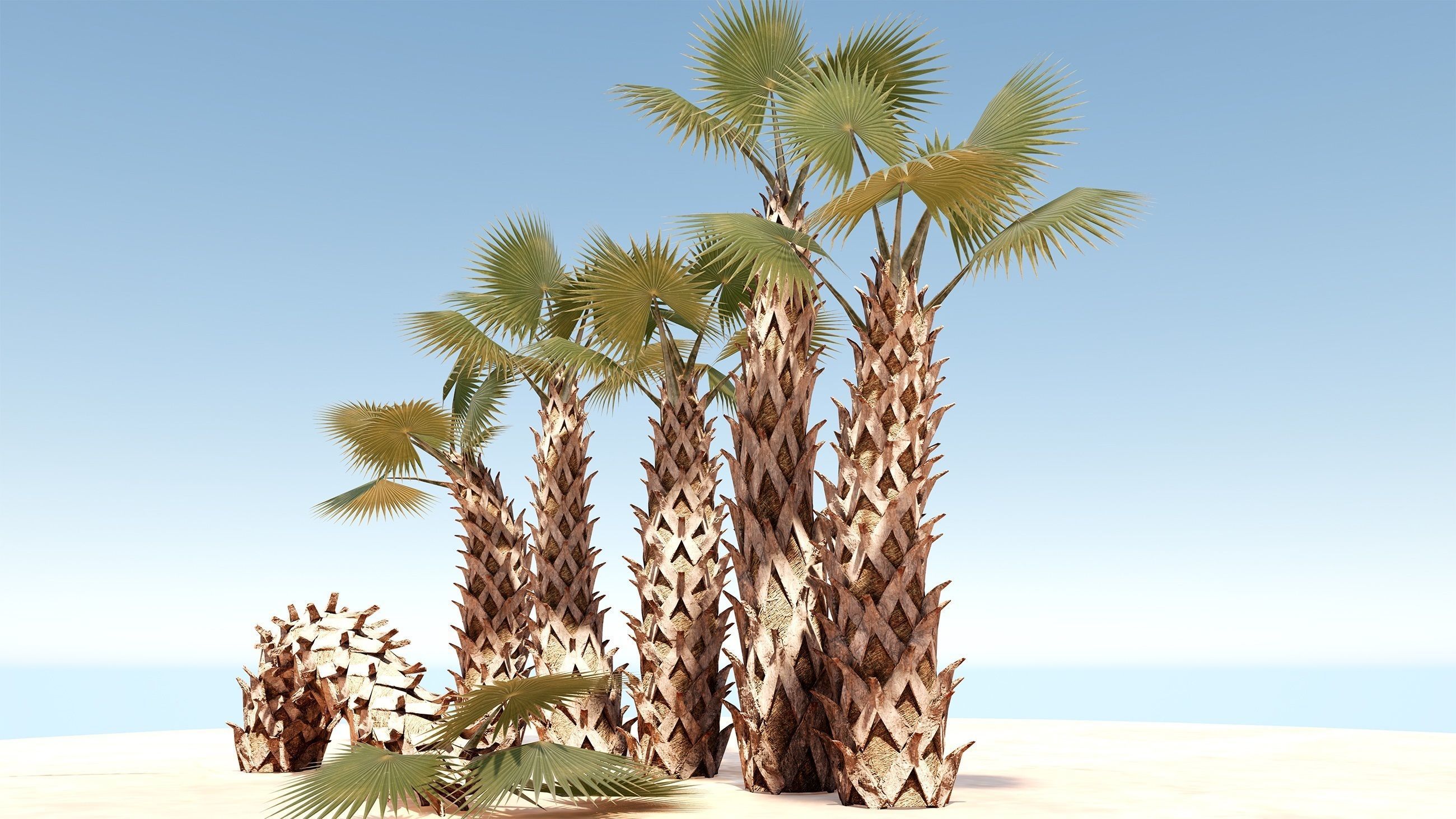 Sabal Palm Low-poly 3D model_8