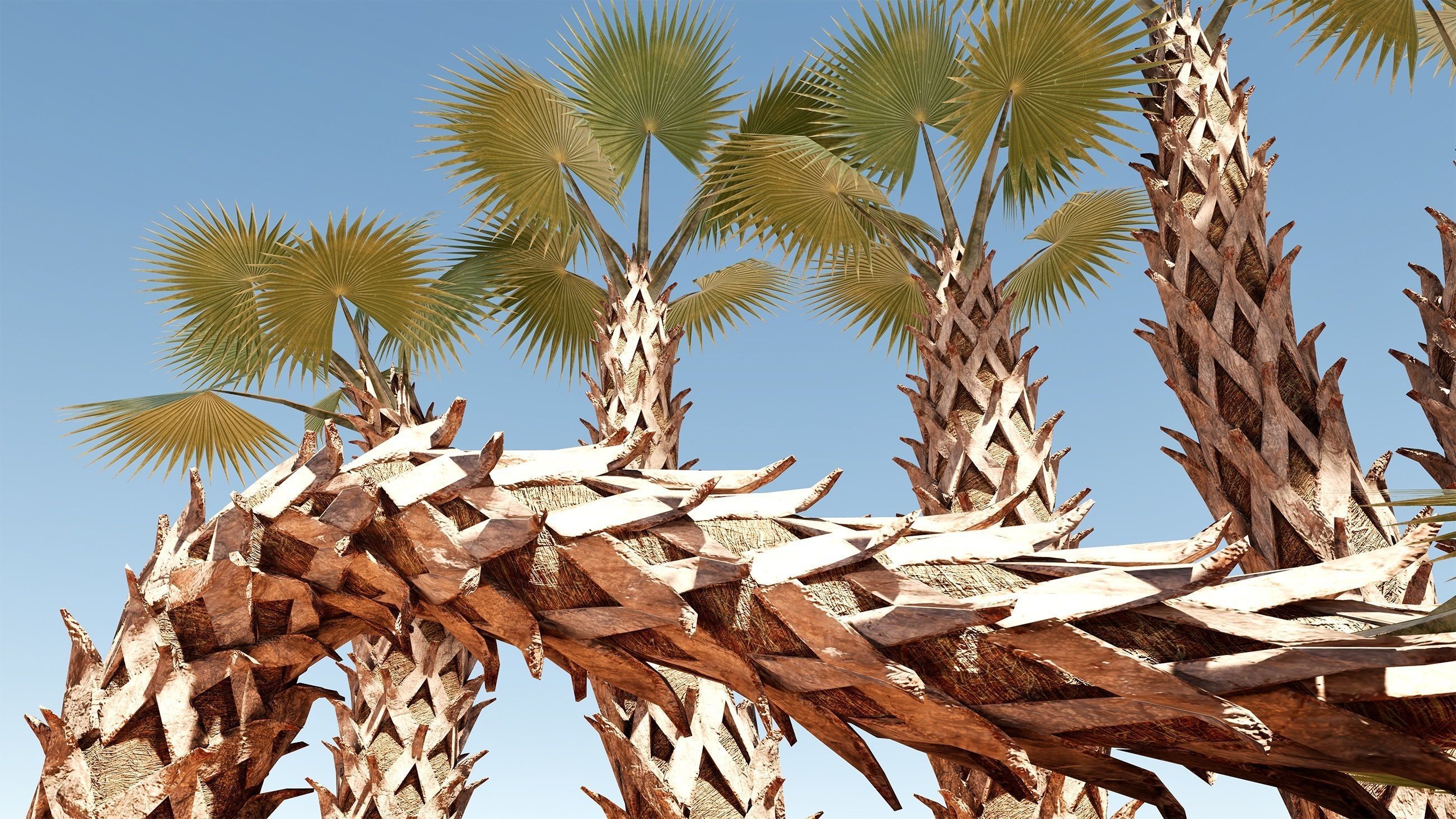 Sabal Palm Low-poly 3D model_5