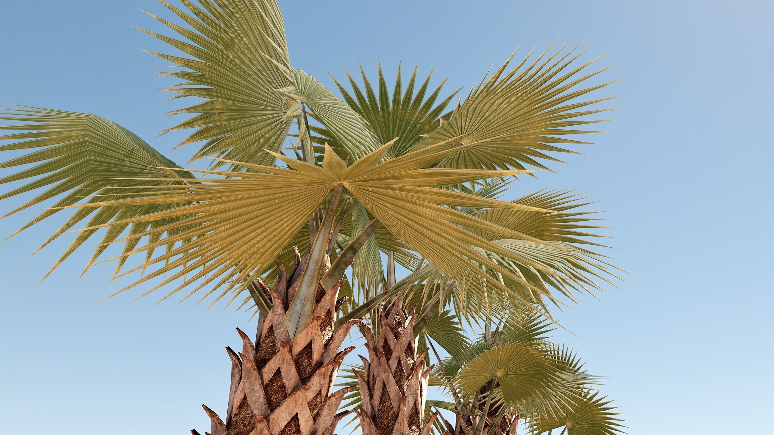 Sabal Palm Low-poly 3D model_7