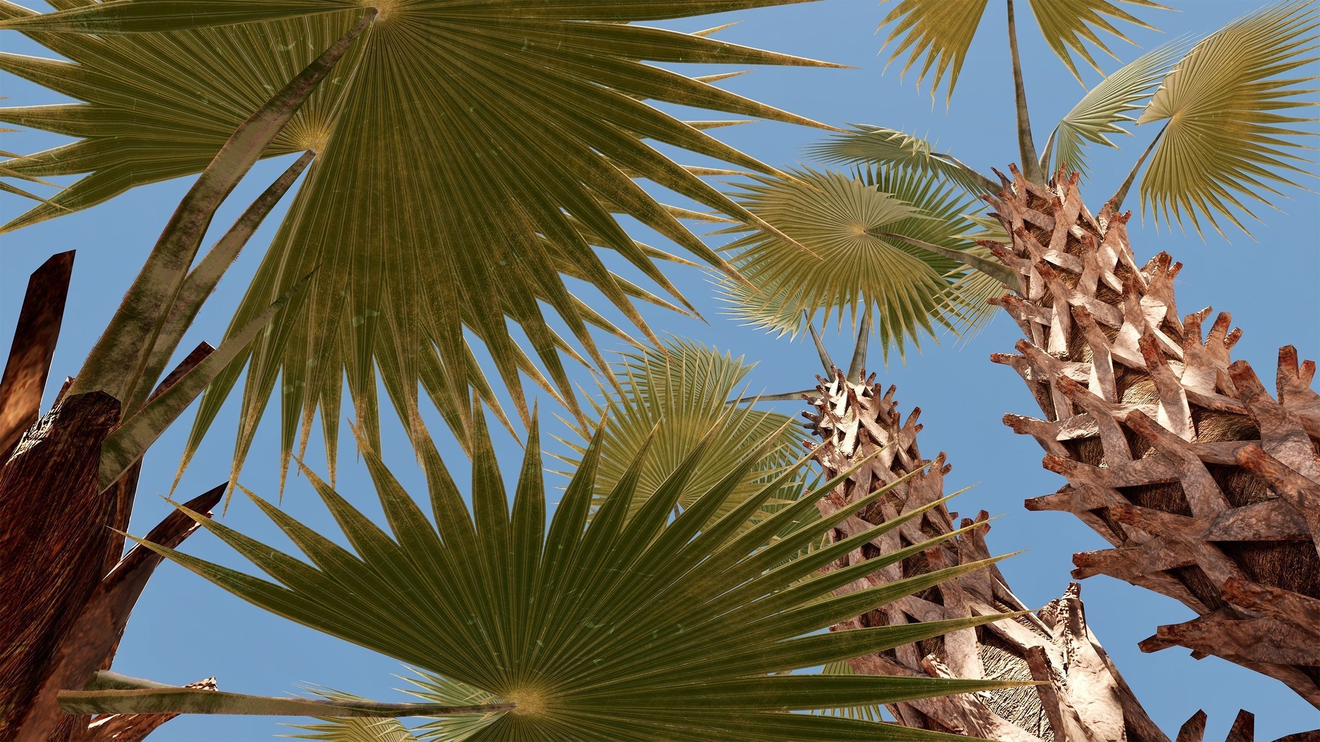 Sabal Palm Low-poly 3D model_6