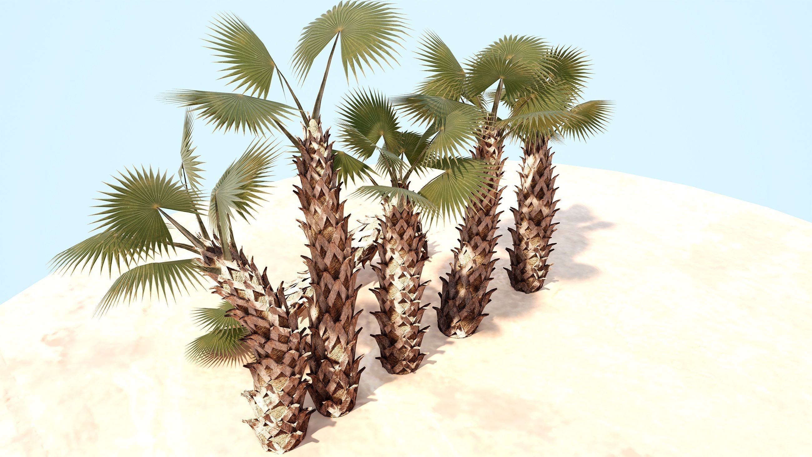Sabal Palm Low-poly 3D model_9