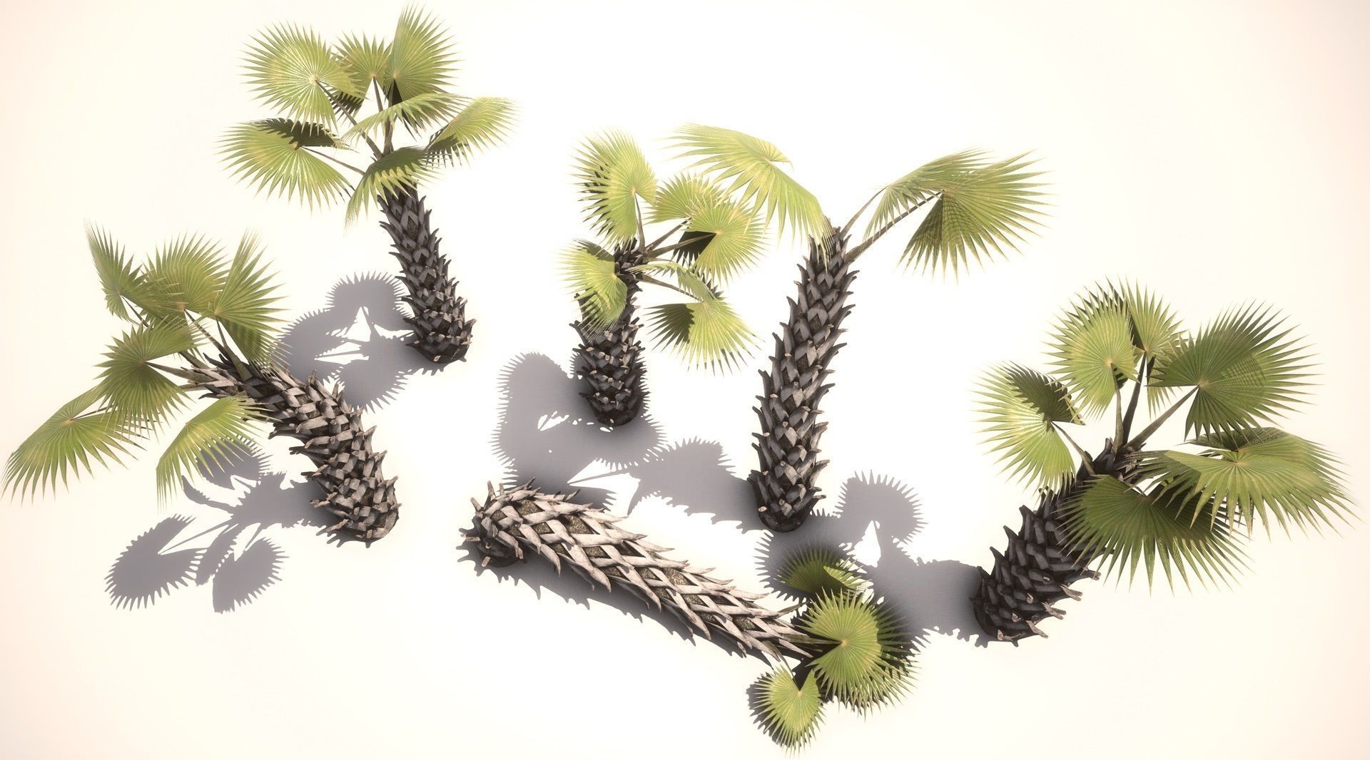 Sabal Palm Low-poly 3D model_2
