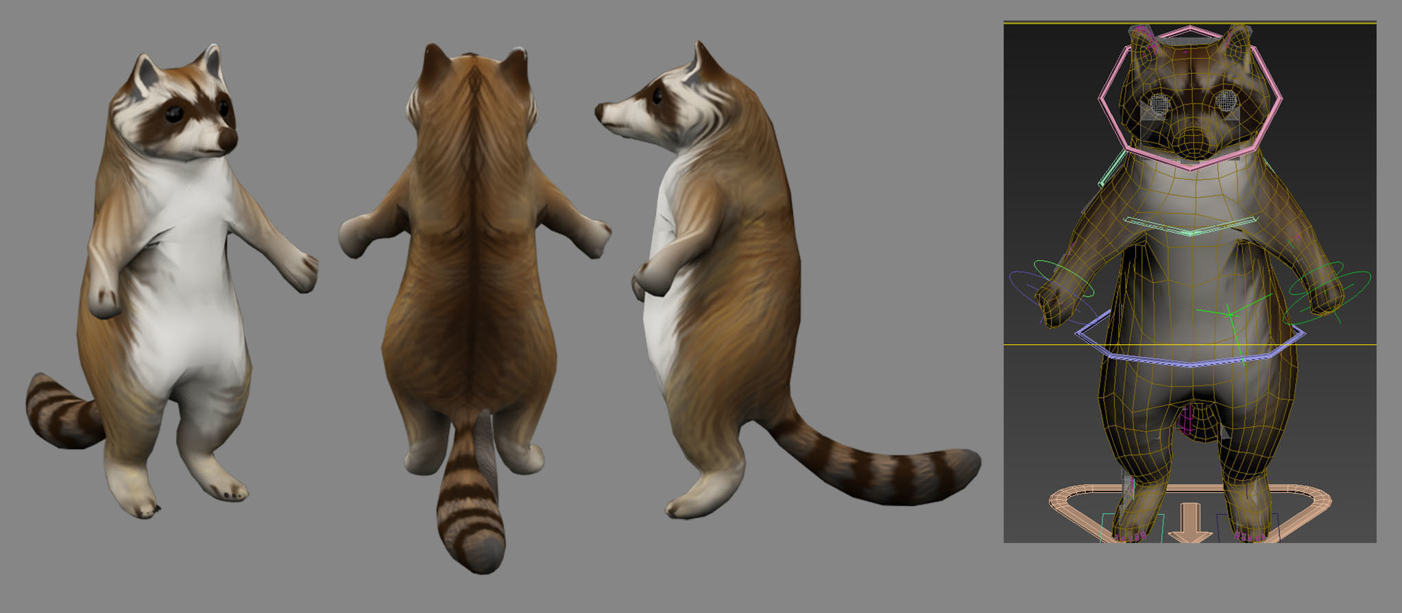 raccoon 3D animated CGTrader