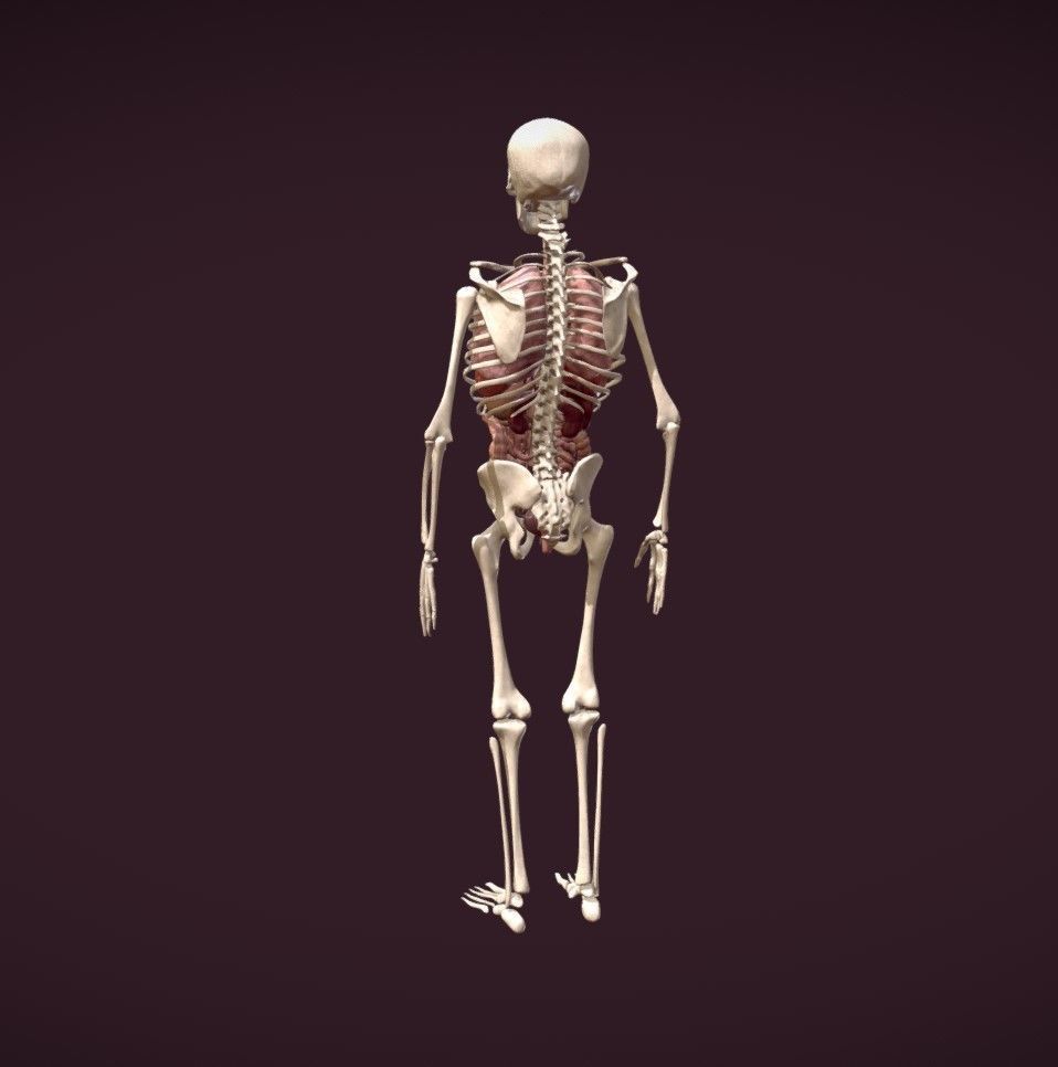 Animated human body anatomy Low-poly 3D model_4