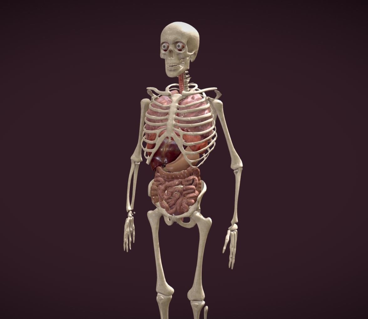 Animated human body anatomy Low-poly 3D model_2