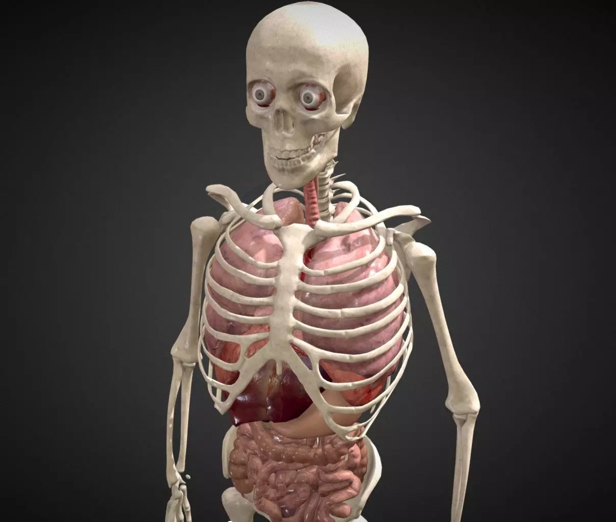Animated human body anatomy Low-poly 3D model_0