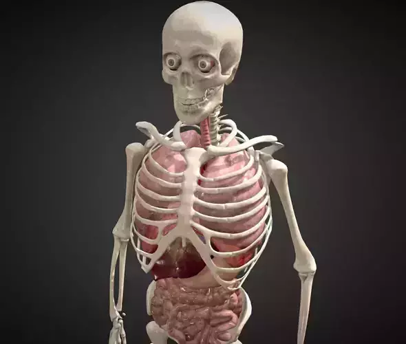 Animated human body anatomy Low-poly 3D model